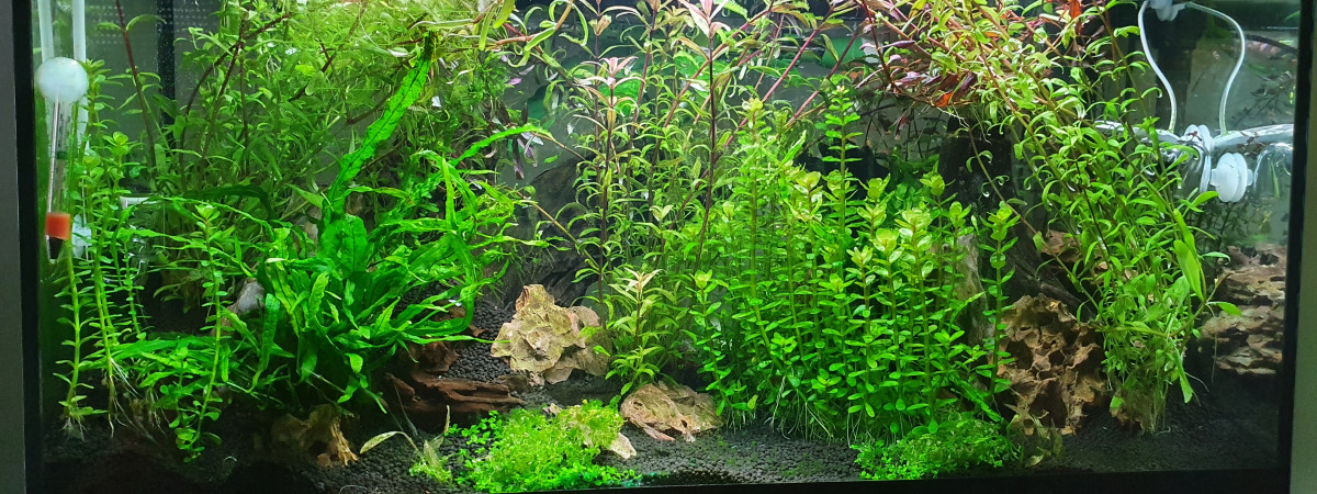 aquarium Communautaire