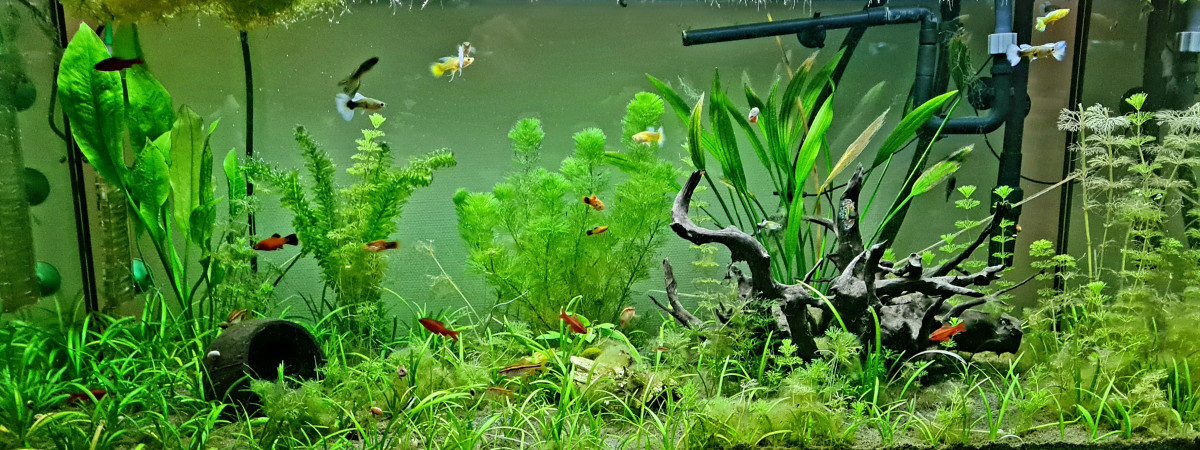 aquarium 180l Communautaire