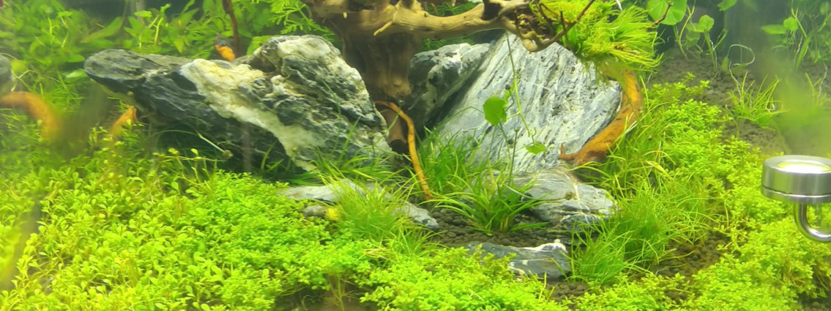 aquarium nano cube de 60L