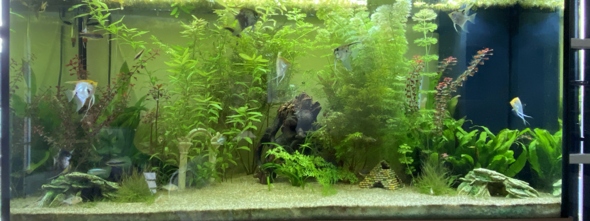 aquarium Salon 360 L
