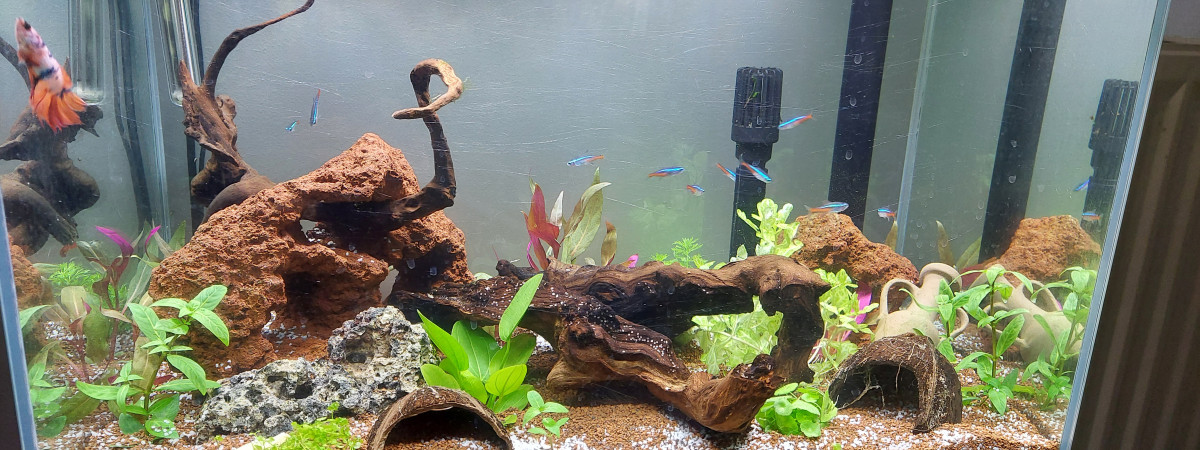 aquarium Aquarium 2