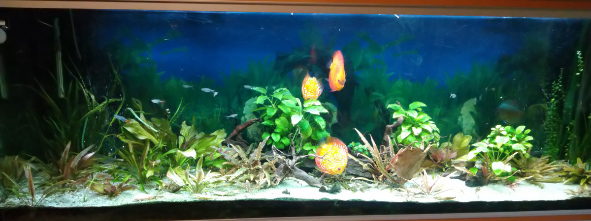 aquarium Amazonie 600 litres