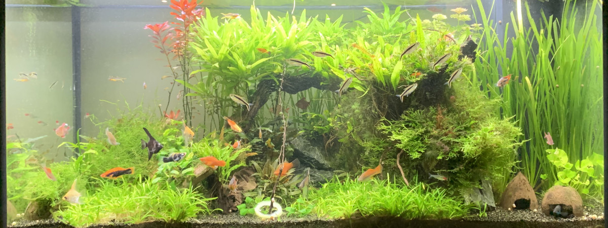 aquarium Juwel Rio 350