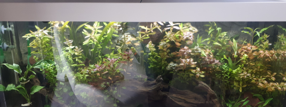 aquarium Aqua Alain87
