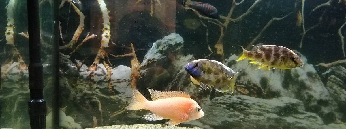 aquarium Fan73