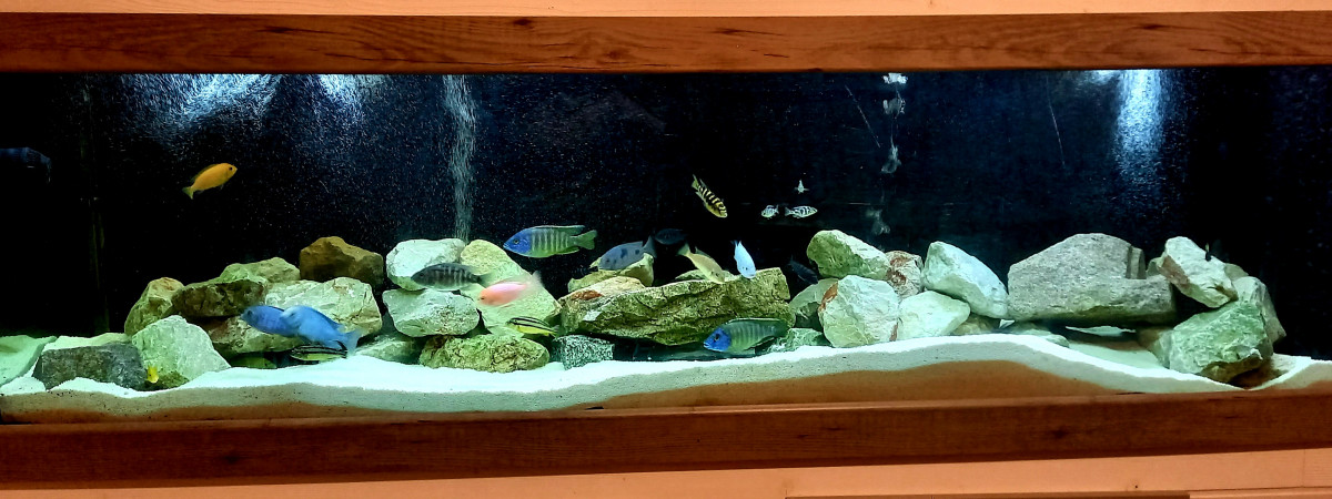 aquarium cichlides malawi