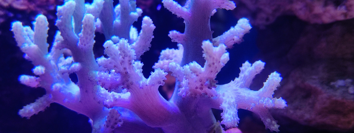 aquarium Mini recif