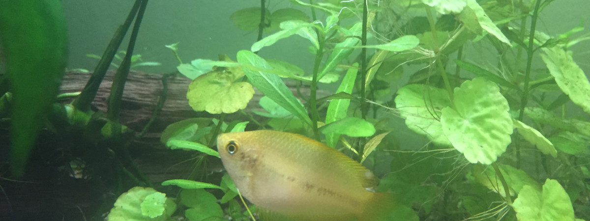 aquarium Aquarium asiatique
