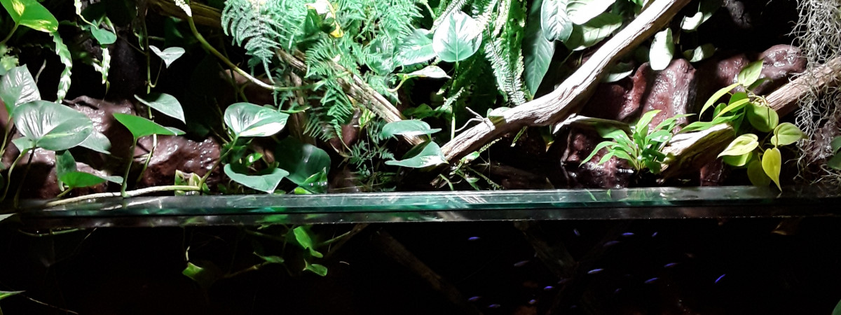 aquarium Berge amazonienne