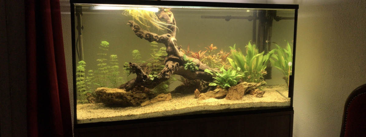 aquarium 300L