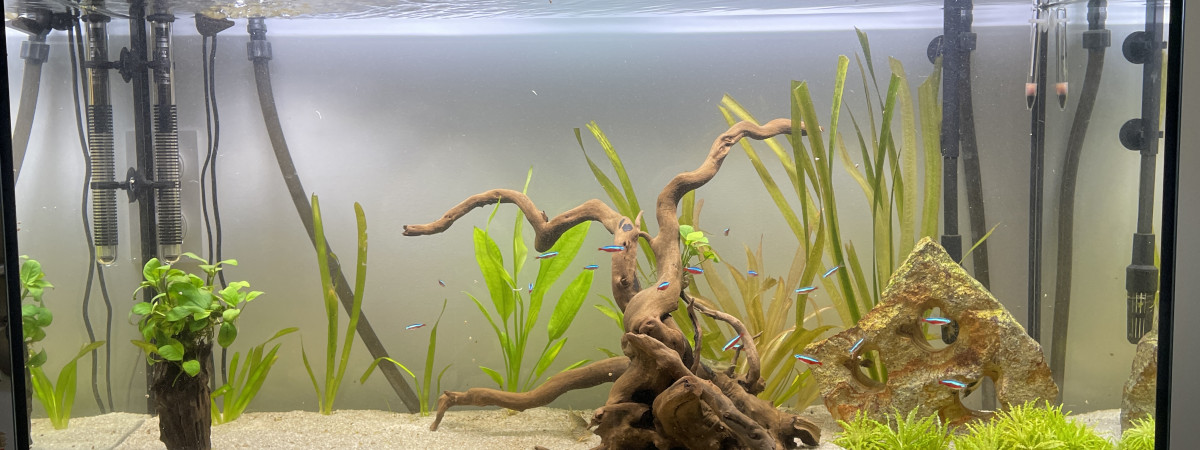 aquarium 1er Aqua