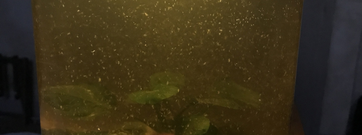 aquarium Boule de neige