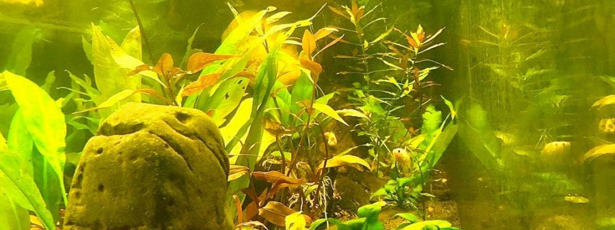 aquarium 600L