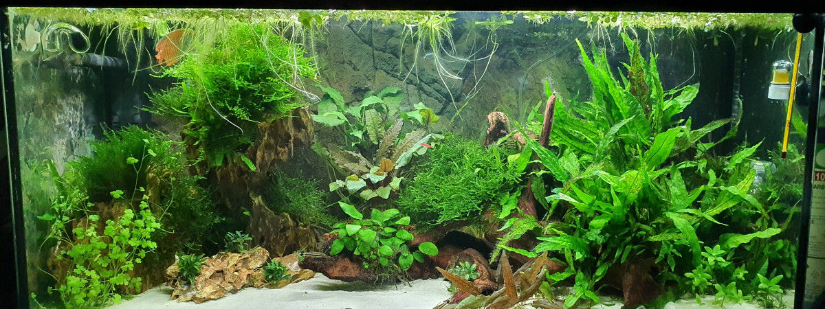 aquarium 120L