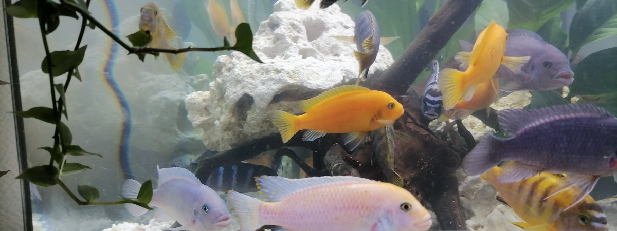 aquarium Cichlidé Malawi