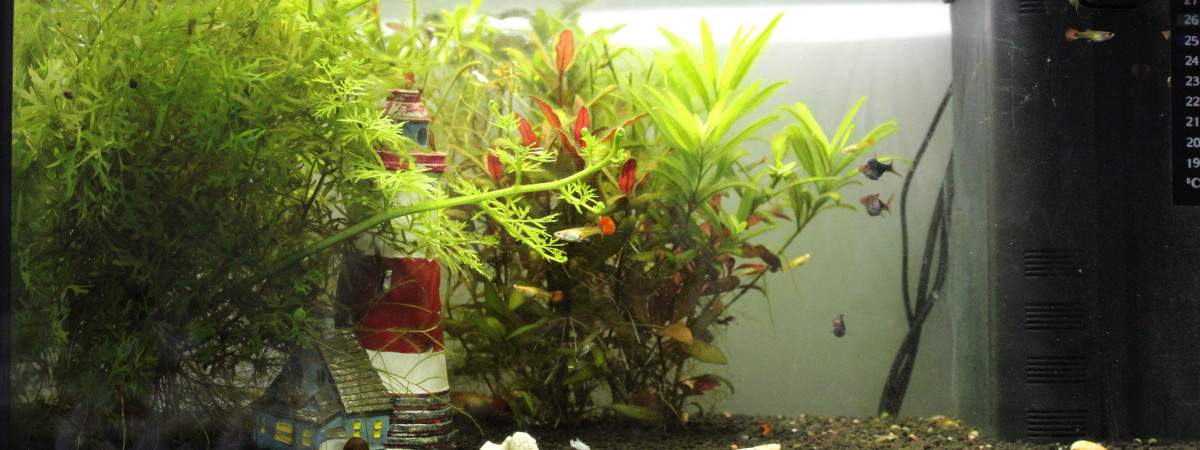 aquarium Aquarium de Louka