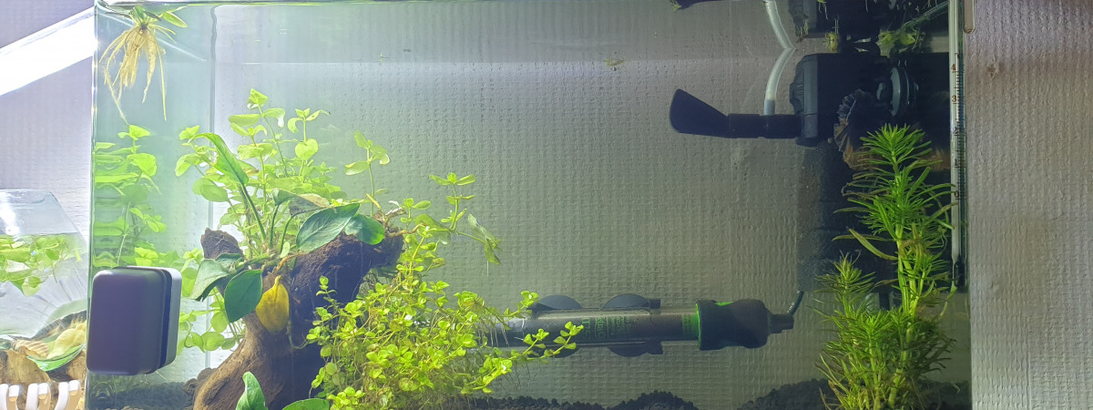 aquarium Mon premier aquarium