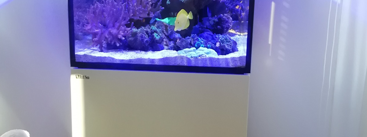 aquarium Récifal et poissons