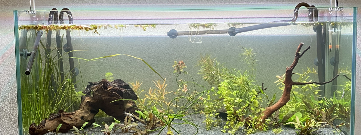 aquarium Asiatique