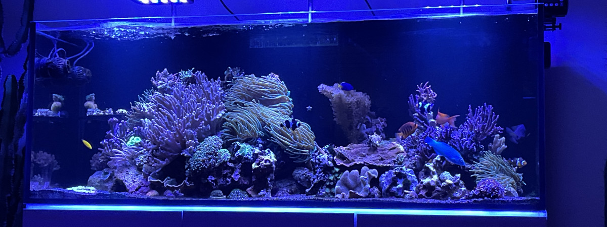 aquarium Aquamedic Armatus 450