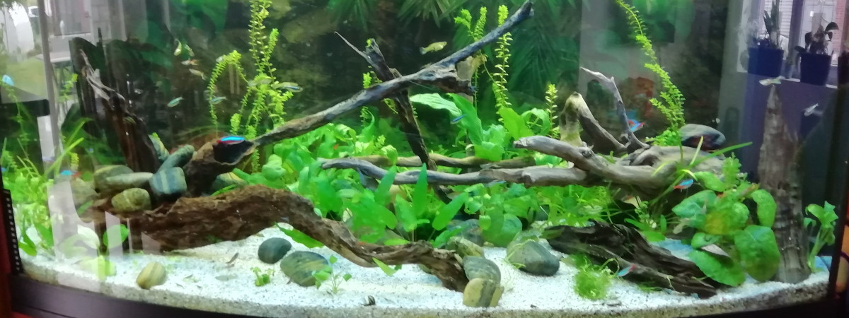 aquarium Juwel_260