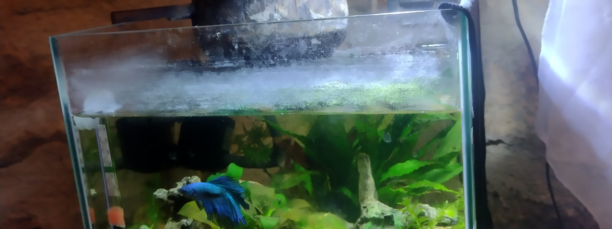 aquarium aquarium Killies étoilés
