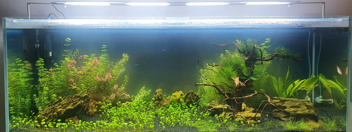 aquarium 300L