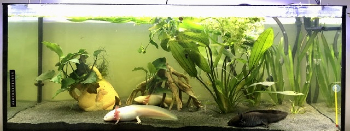 aquarium Axos