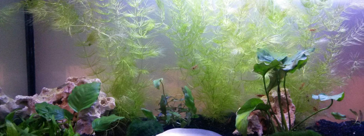 aquarium Nax Hack and Slash