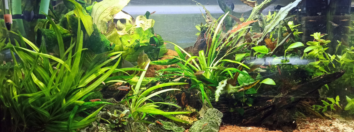 aquarium Red Cherry evolution