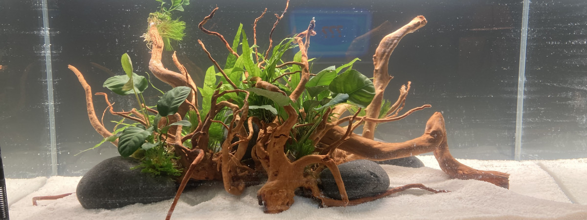 aquarium Aquarium 1