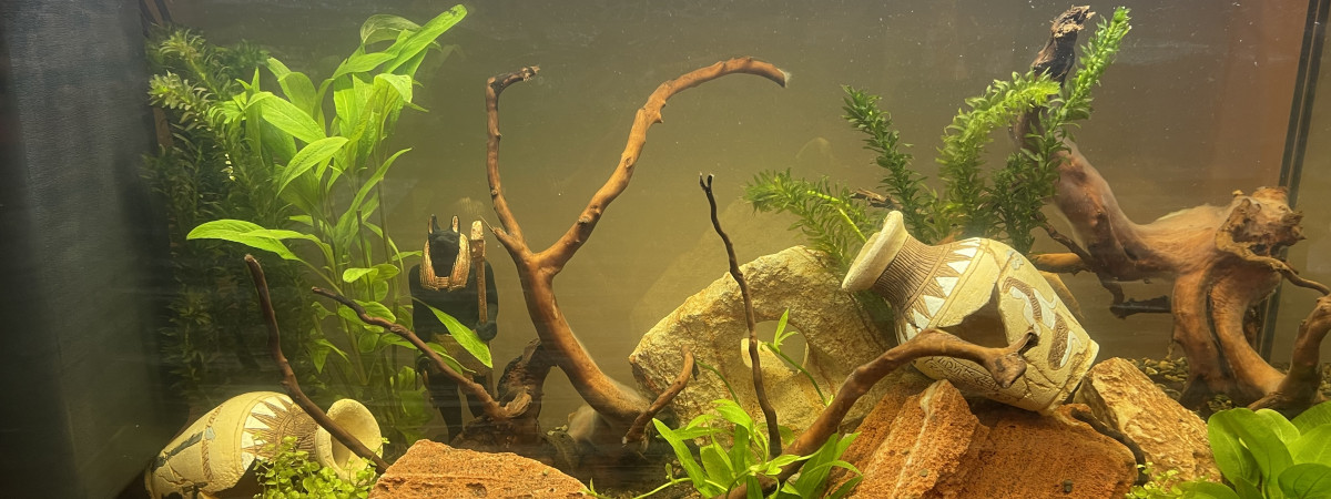 aquarium 1er aquarium