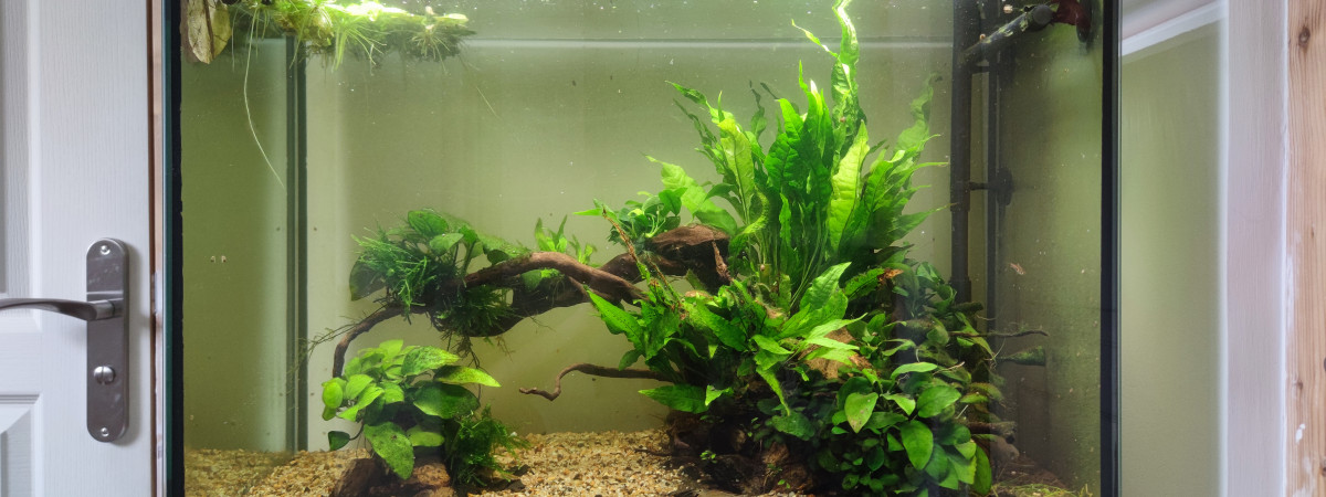aquarium Tropical river