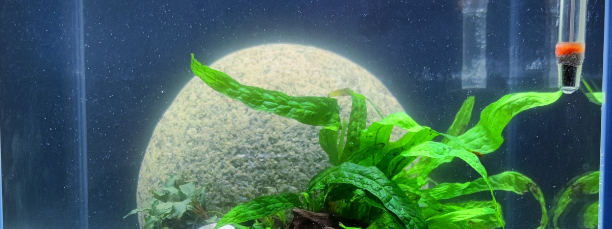 aquarium Nano River