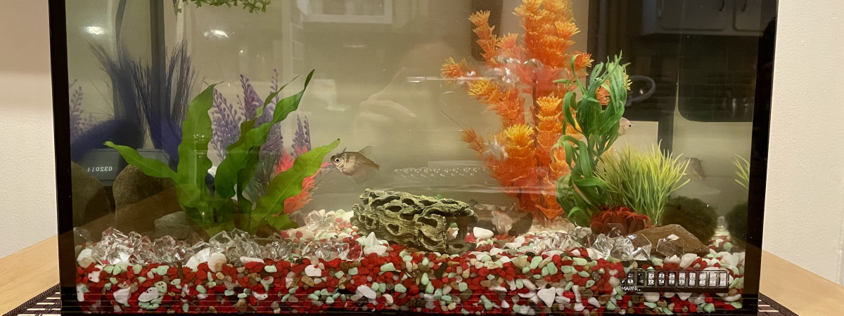 aquarium Mon aquarium