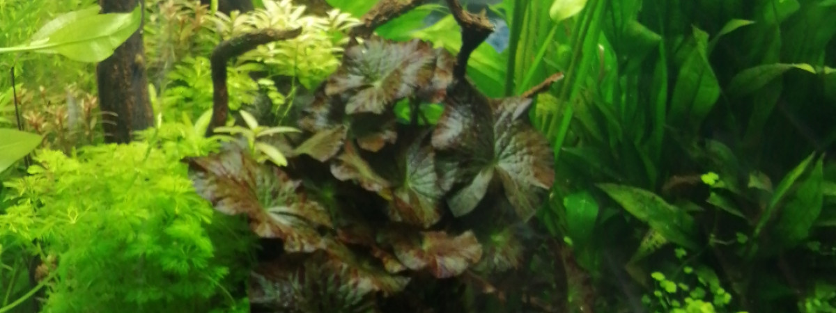 aquarium Cube 220lt