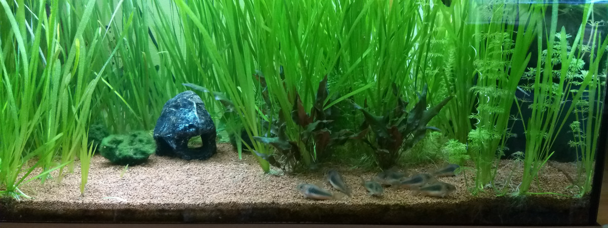 aquarium Bac 125 L