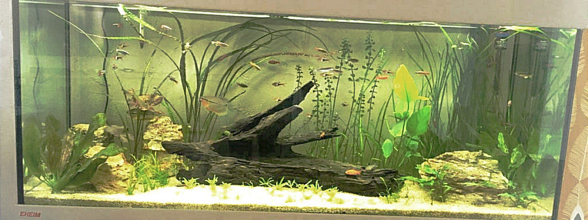 aquarium Eheim Vivaline 240l