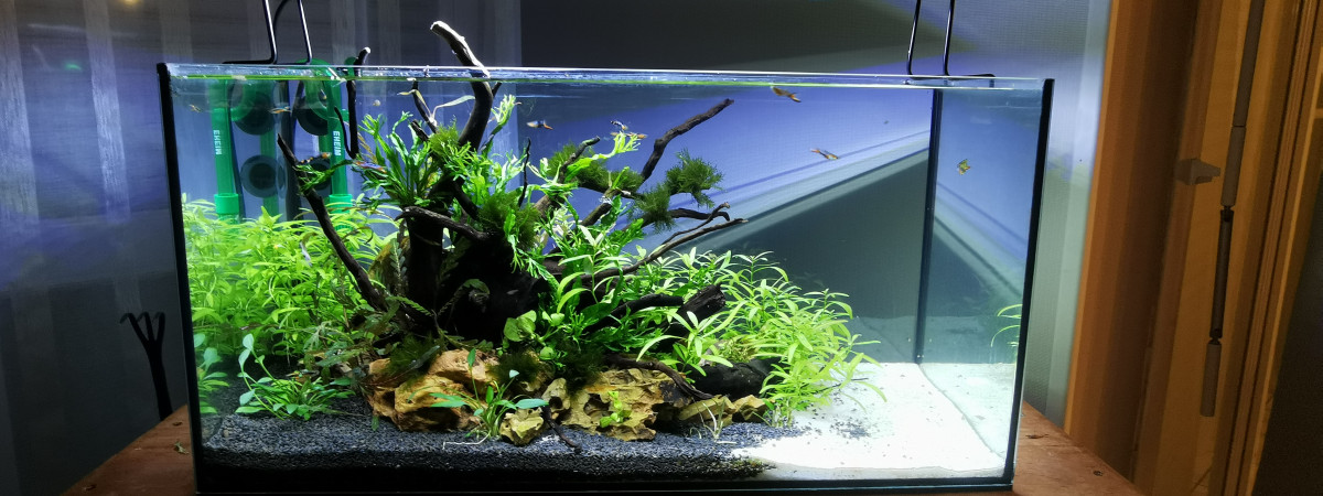 aquarium suspence