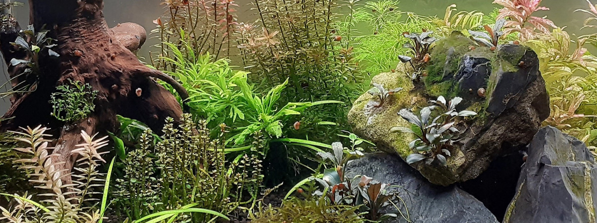 aquarium 60L Asie