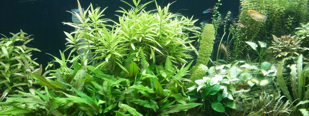 aquarium Aqua planté