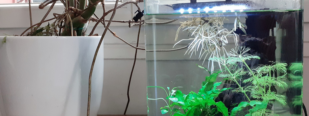 aquarium bac crevette