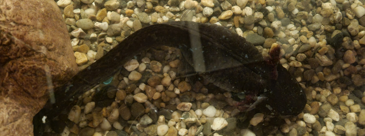 aquarium Bullema