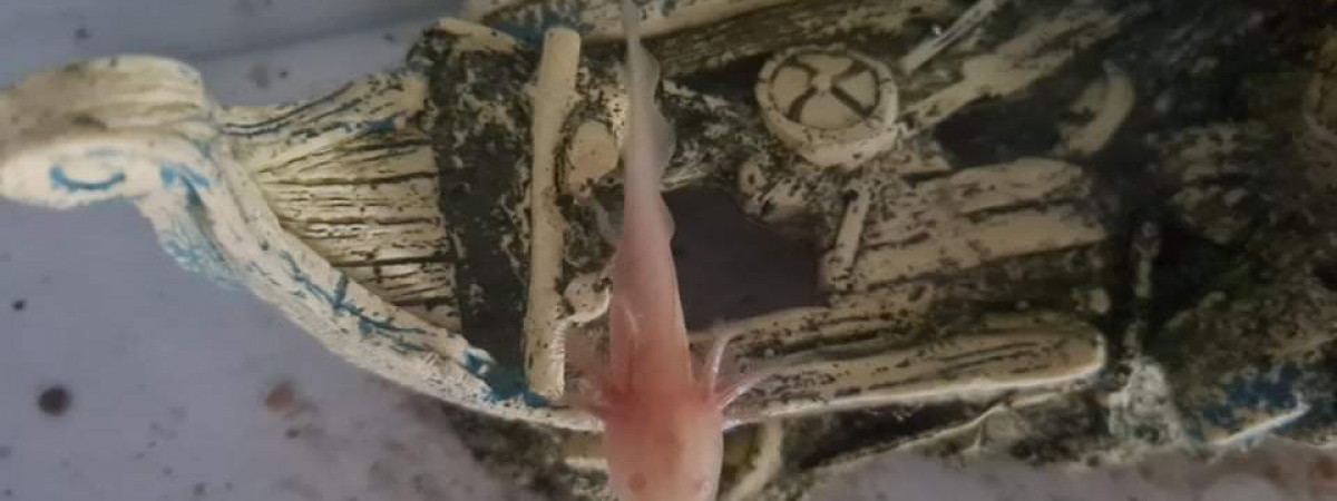 aquarium Sushi