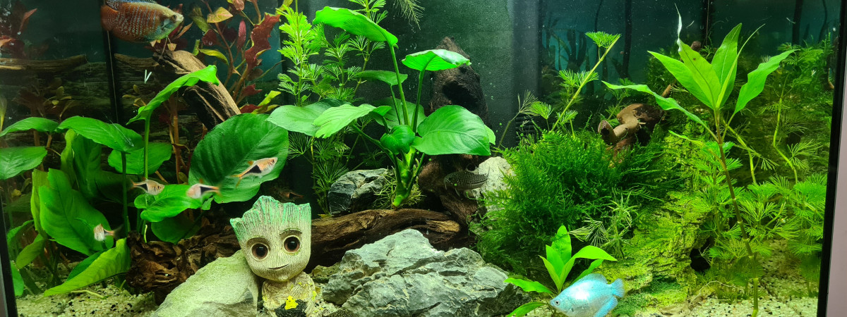 aquarium Zolux Iseo60