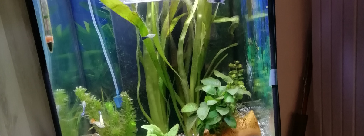 aquarium Guppy