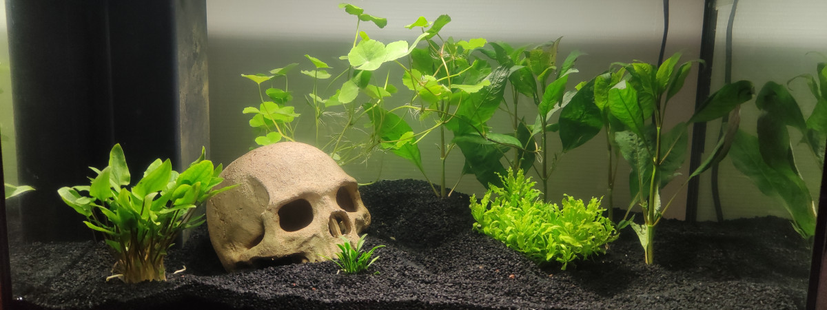aquarium 50L