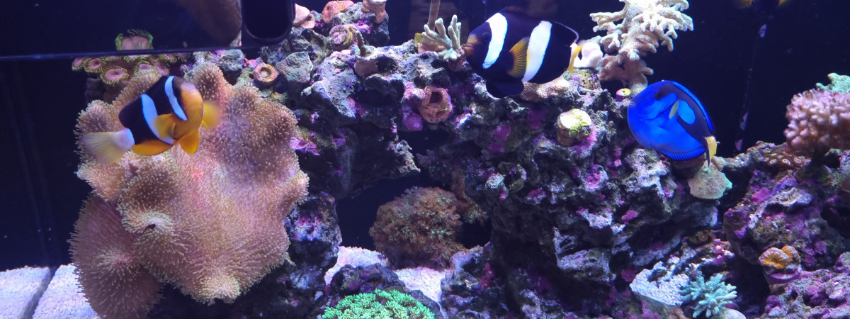 aquarium Armatus 400