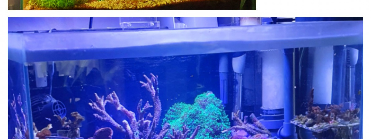 aquarium Aqua jungle
