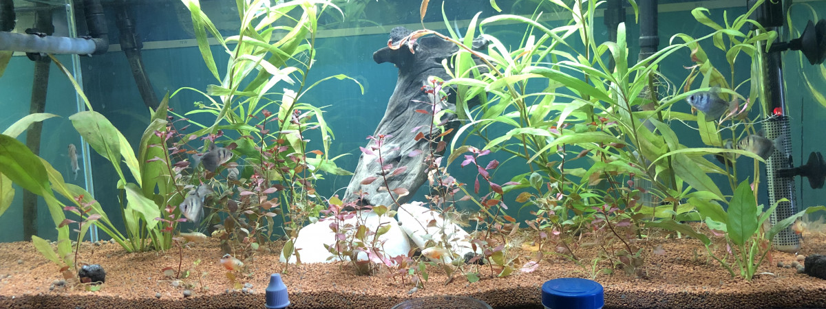 aquarium Aquarium